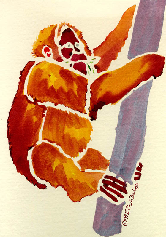 Orangutan