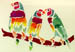 Parrots