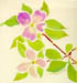 Pink Dogwood