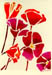 Poppies