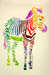Rainbow Zebra
